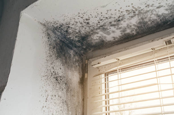 Affordable Commercial Mold Remediation solutions in Hayes, VA